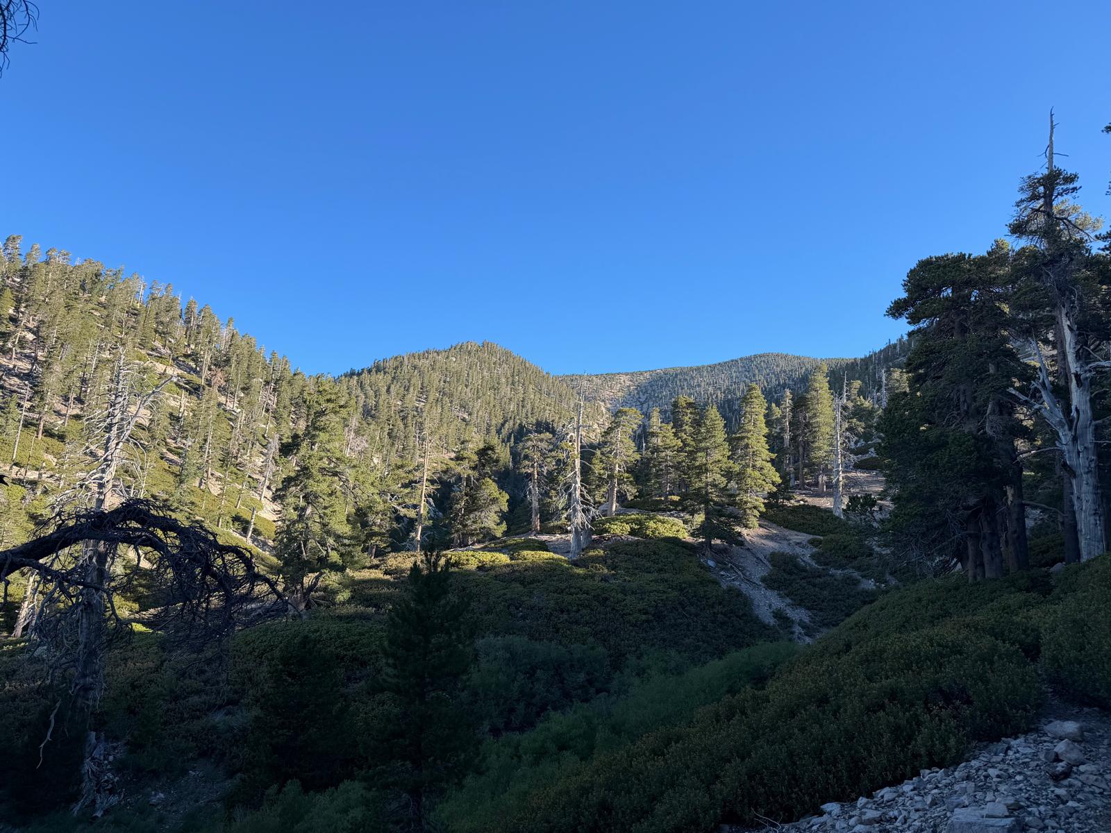 On the Vivian Creek trail