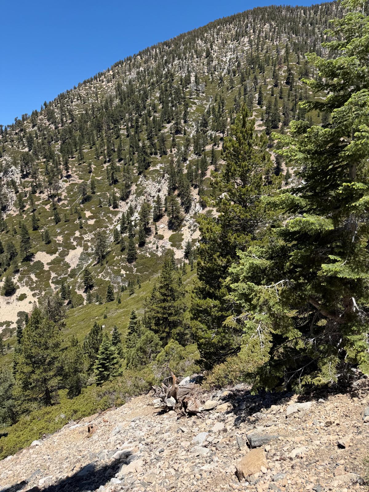 Trail scenery