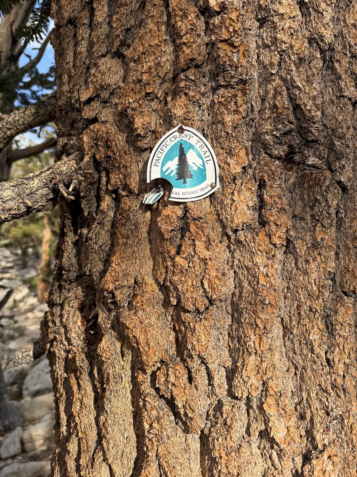 PCT marker on a trunk