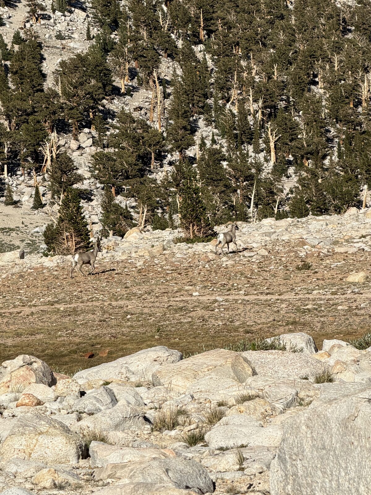 Bighorn sheep
