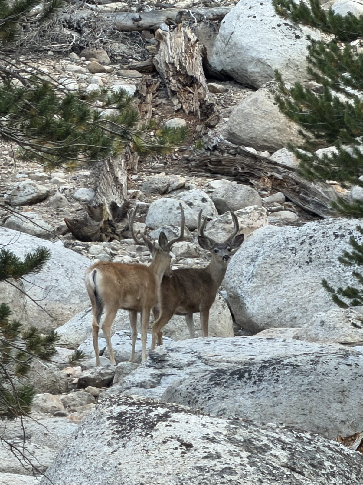 A pair of deer