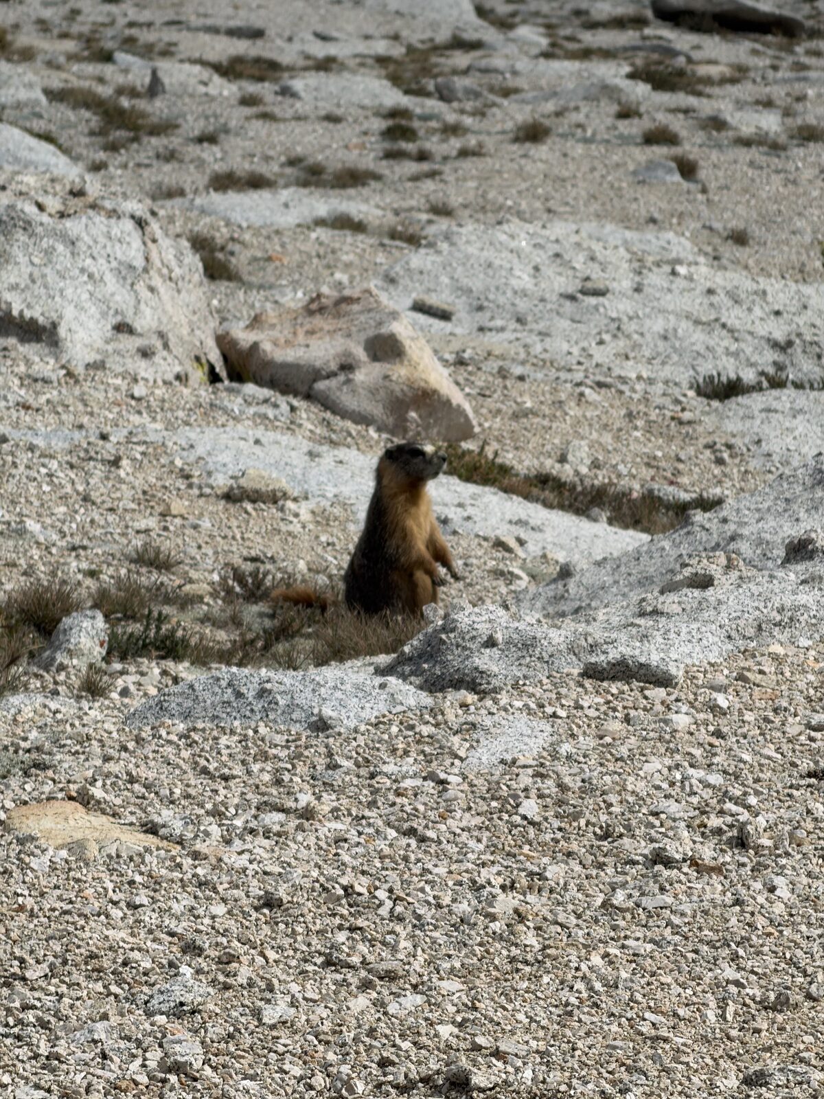 A marmot loading up for hibernation