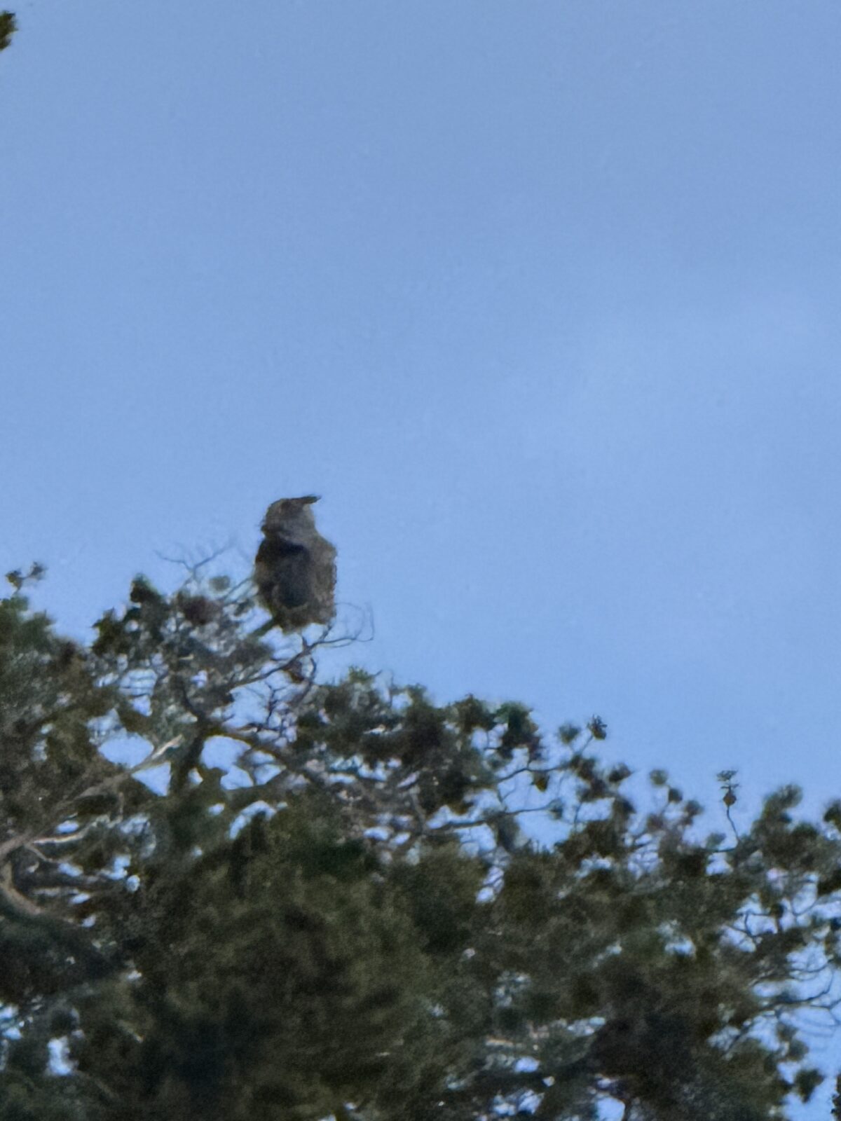 An owl in the morning dark