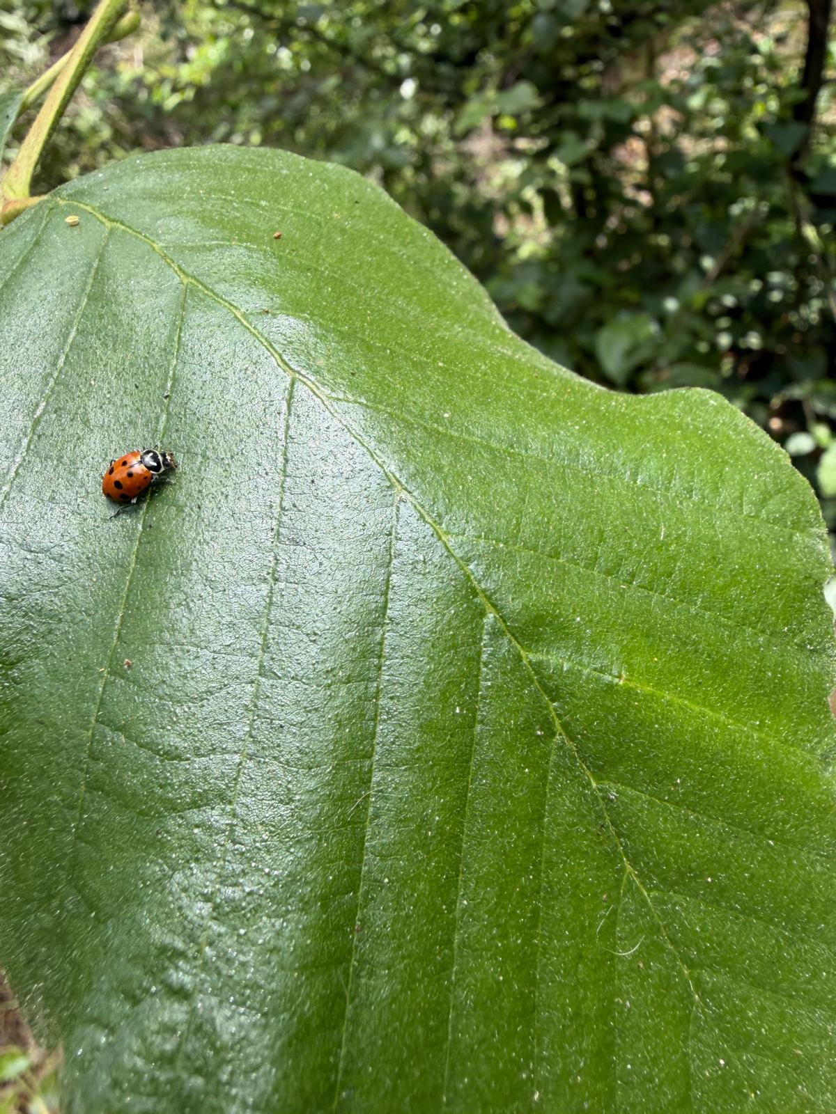 wilsonladybug